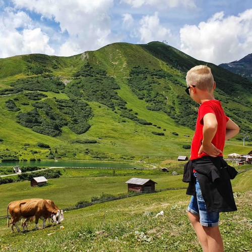 Koeien in de alpenwei