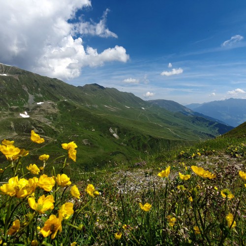 bergweide met bloemen